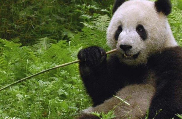 大熊猫走路的样子怎么形容