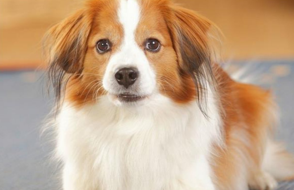 刻鹄不成什么生肖