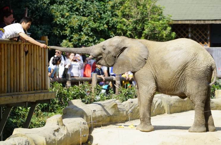 动物园里有哪些动物？