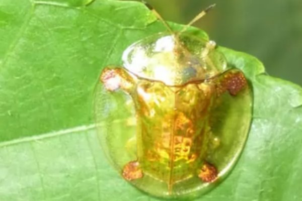 什么动物可以变色