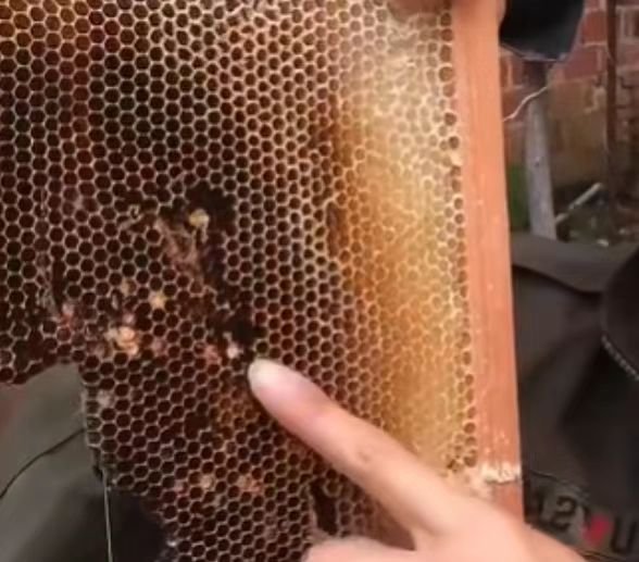 中蜂爱咬巢皮说明什么问题?