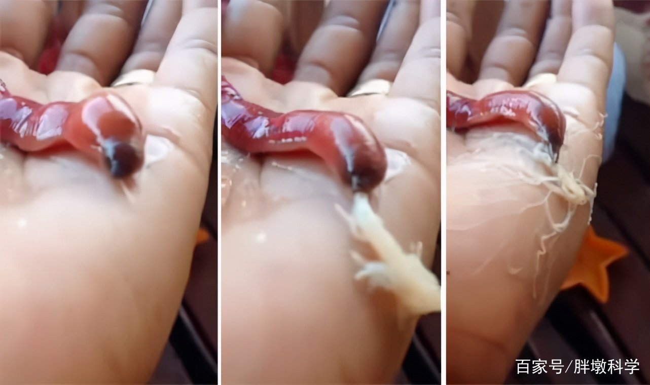 扎堆进食的南极巨虫,究竟是怎样一种动物?