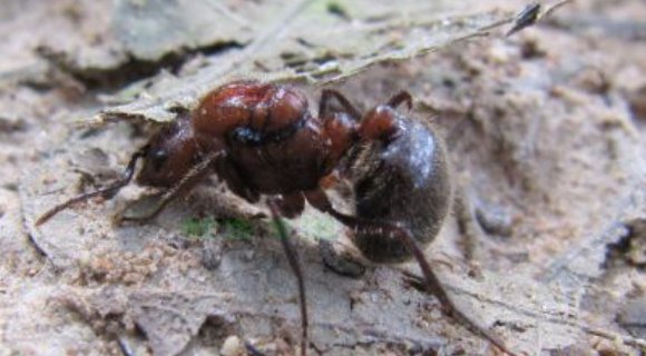 蚂蚁最怕什么动物,是动物