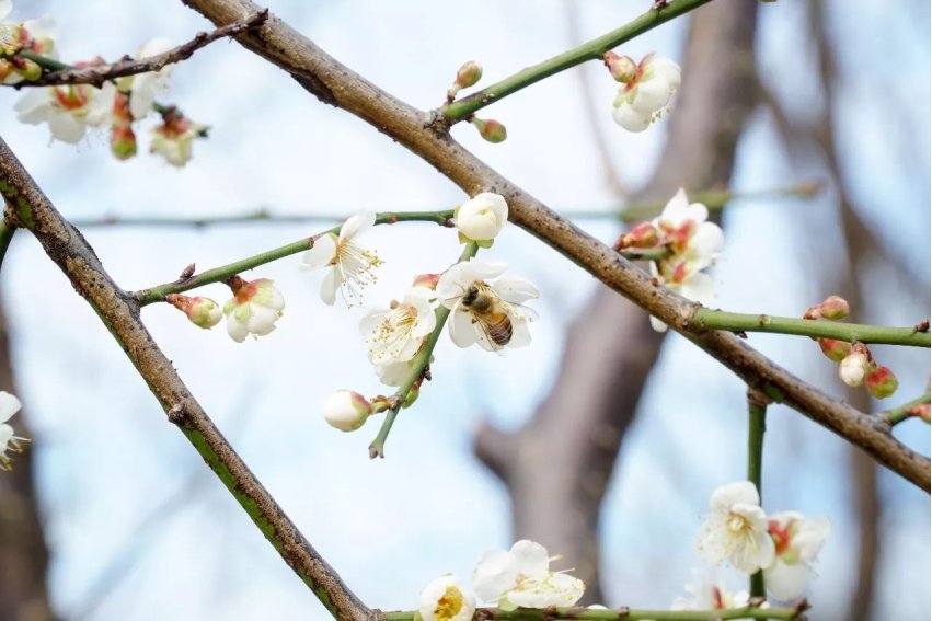 梅花开了像什么比喻句