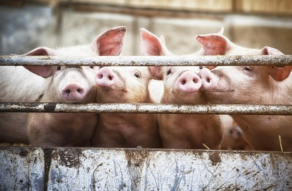 一粒红皮谷,半两还不足。雨来成碎锦,风起现花纹。是什么生肖