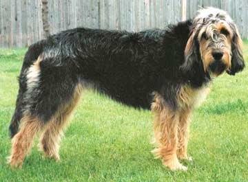 兰伯格獒犬的美容