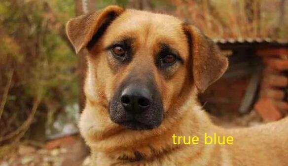 true blue是什么意思?