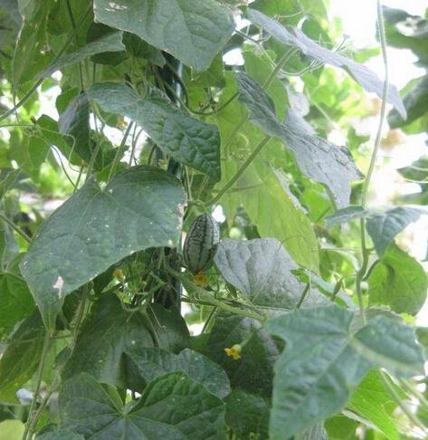 佩普基诺的介绍