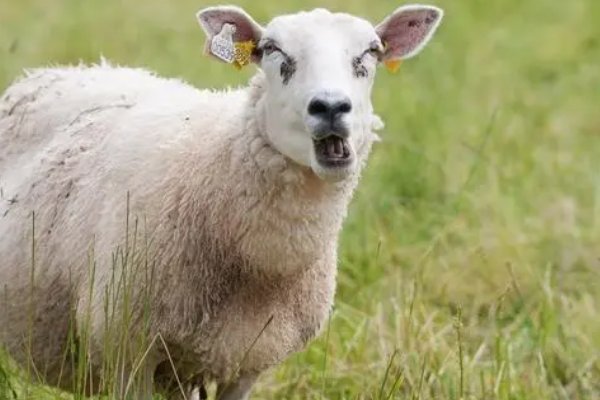 十全十美指什么动物