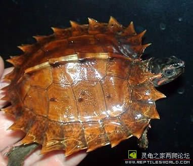 太阳龟的繁殖情况