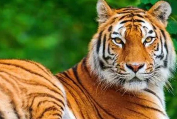 满腔怒火是什么动物