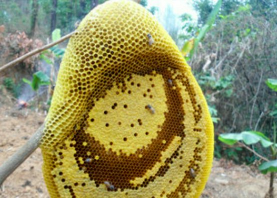 小蜜蜂解释意思