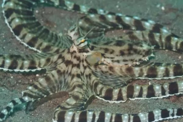 什么动物可以变色