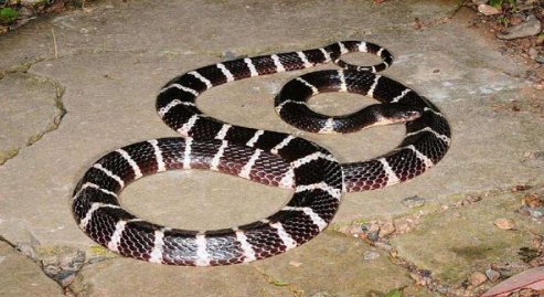 农村十大毒蛇排行榜