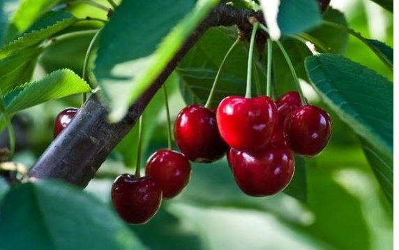 达贝妮樱桃的优缺点是什么？