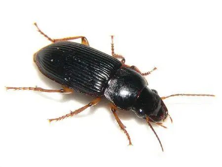 家里发现黑甲虫是怎么回事？