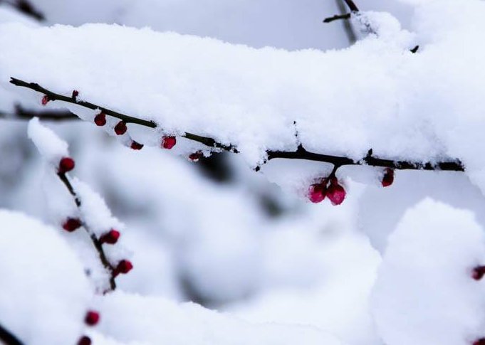 瑞雪兆丰年的上一句