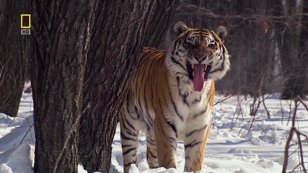 野性俄罗斯的分集剧情