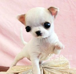 外星小精灵的怎样给我家的小宠物设置魔法？