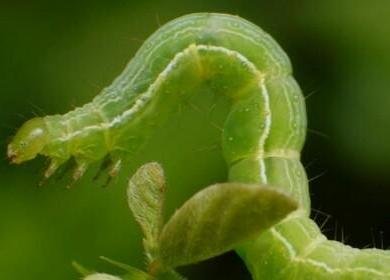 枣树的主要虫害有哪些?怎样防治?