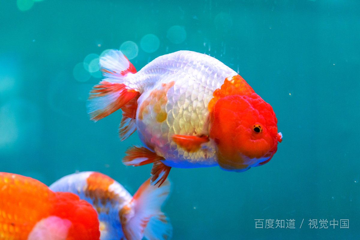 怎么让爸爸陪我睡觉，我是男孩子？