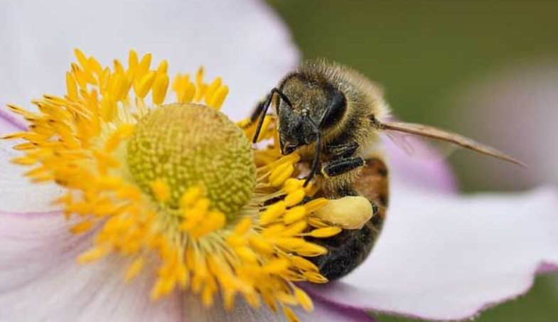 蜜蜂的精神品质代表了什么人？