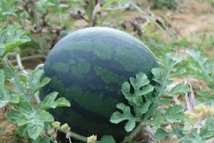 西瓜的西怎么写