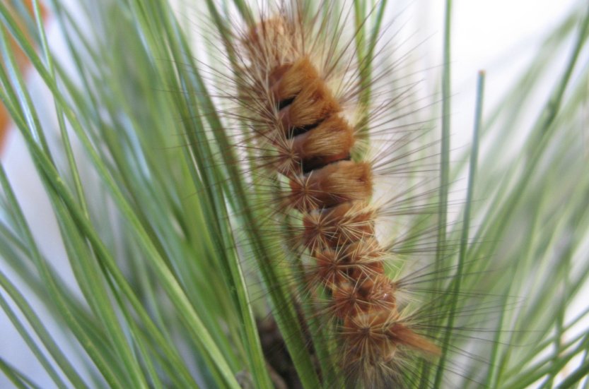 昆虫记松毛虫内容概括？