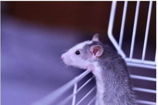 九九归一指哪个生肖