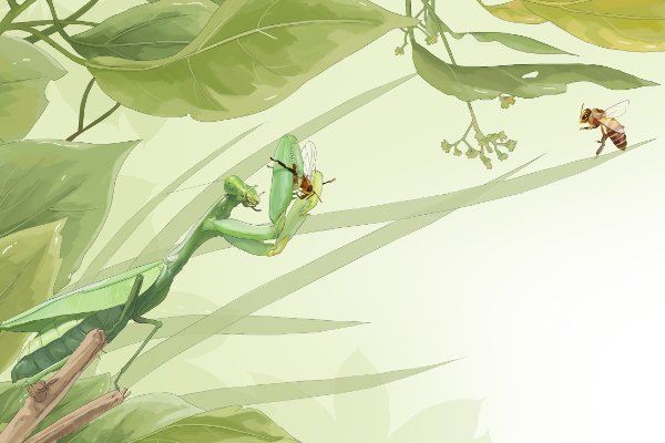 昆虫记手抄报内容 初中