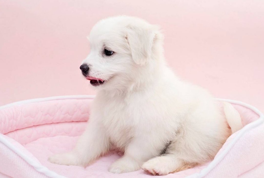 穷追不舍打一生肖动物