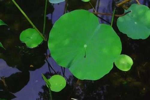 晚风吻尽荷花叶 任我醉倒在池边。这句话 相对的是什么 ?