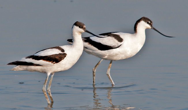 请问这是什么小鸟