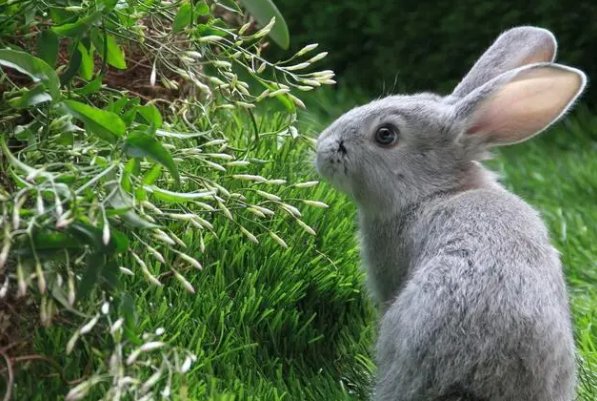 秋风过耳打一生肖代表