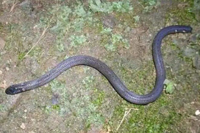 钝尾两头蛇有毒吗