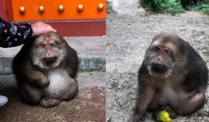 寺庙回应喂独臂猴:它与寺庙有缘,同样是猴子,为何差别会这么大?