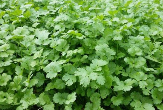 驱鼠的好方法有哪些？