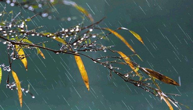 带有潇潇雨的唯美诗句