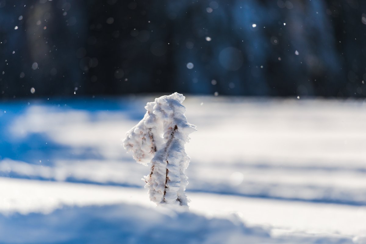风花雪月的雪是什么