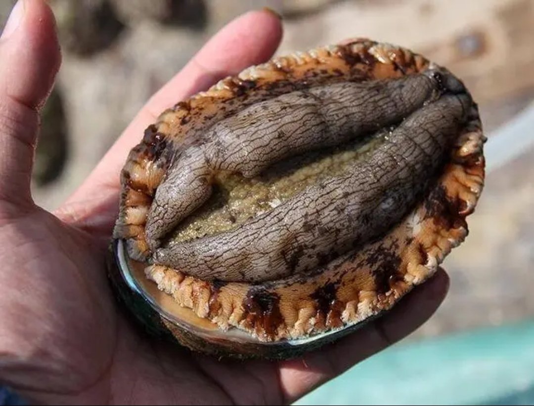 干鲍鱼和鲜鲍鱼哪个比较好？