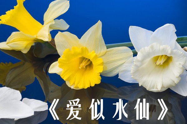 如果你看穿了我的思念是什么歌