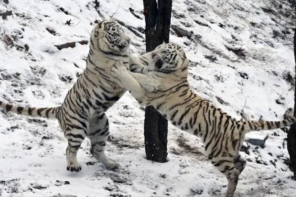 庙堂伟器打一个生肖