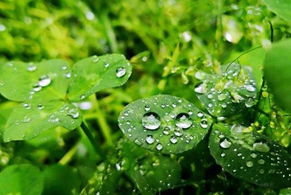 癸卯的正确读音