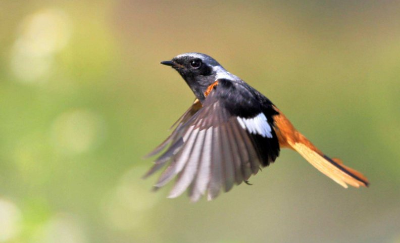 鸿是江边鸟的下一句是什么