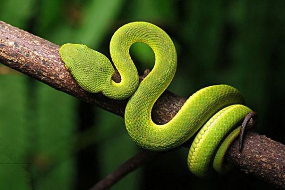 知书明理是什么肖