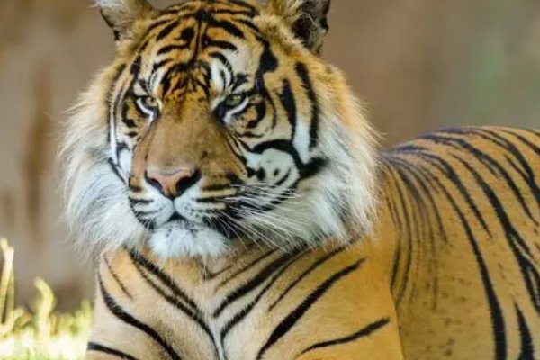 苛政猛于虎原文及翻译