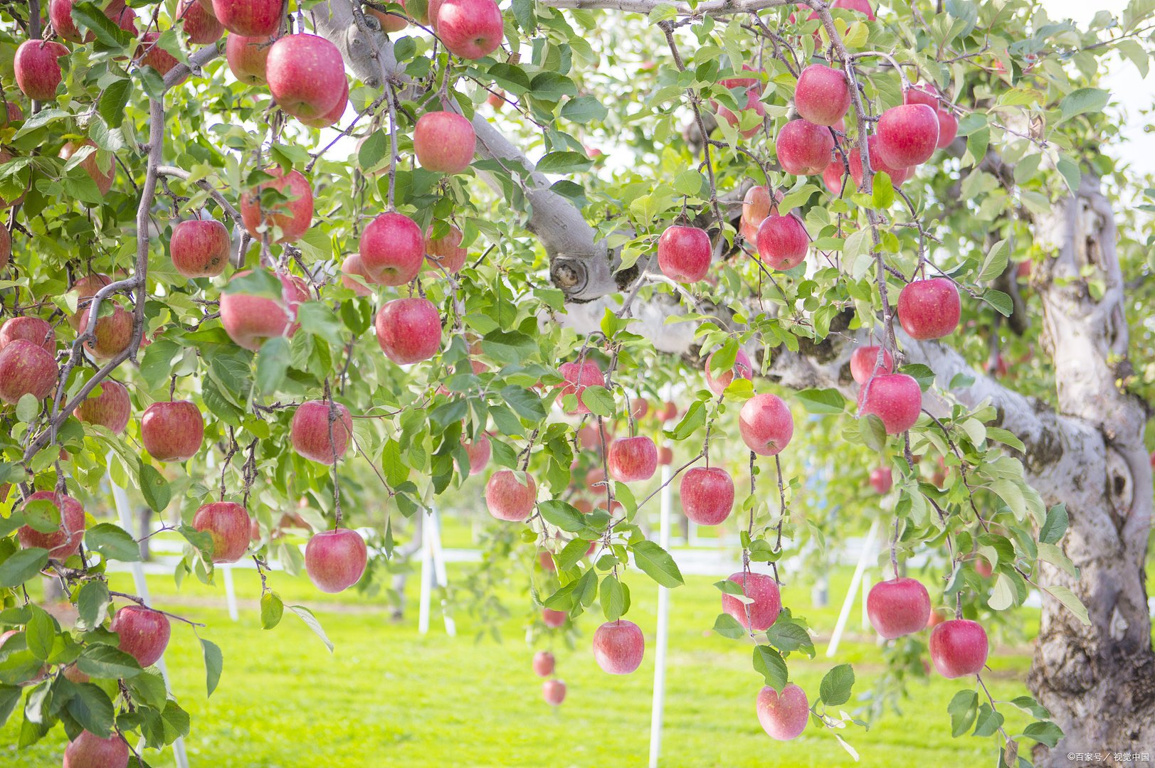 为什么橘子可以一年四季种植？那苹果可不可以一年四季种植？