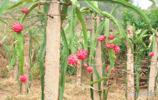 火龙果为热带、亚热带水果,火龙果什么时候栽培?