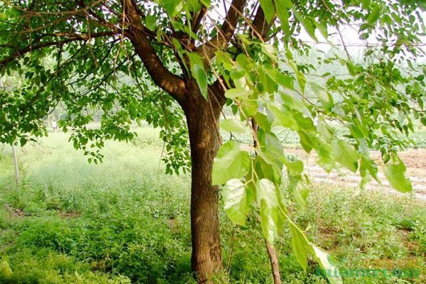 来福灵有什么作用呢?