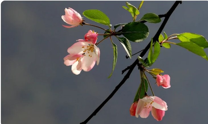 知否知否应是绿肥红瘦红是什么花